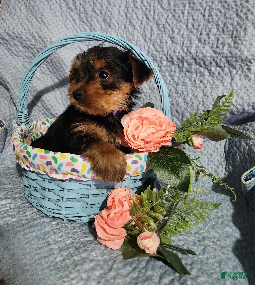 Yorkshire Terrier dogs for sale: Susie - Ad 2
