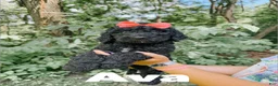 Goldendoodle dogs for sale: Ava - Ad 1