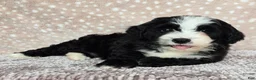 Mini Bernedoodle dogs for sale: Mini Clover - Ad 6