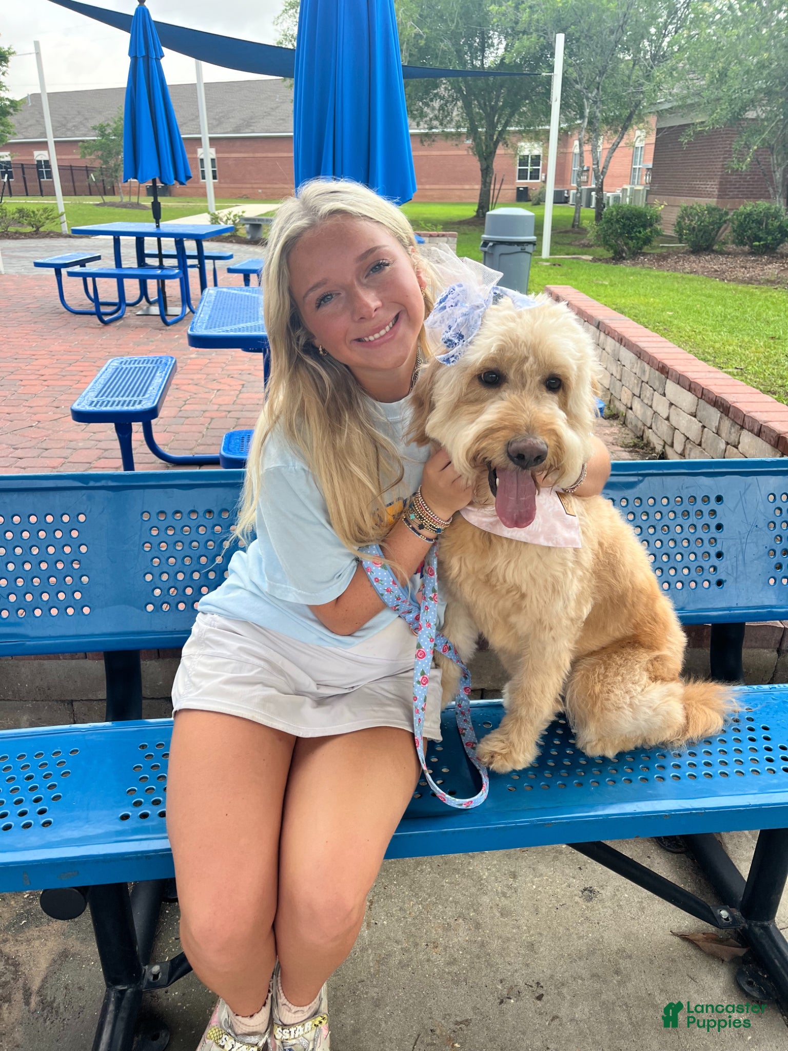 Goldendoodle dogs Goldendoodle Blossom- Pink - Ad 2