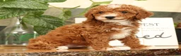 Miniature Poodle dogs for sale: Alex - Ad 1