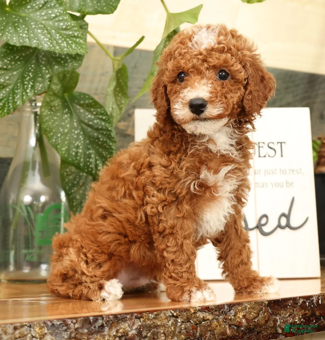Miniature Poodle dogs for sale: Alex - Ad 1