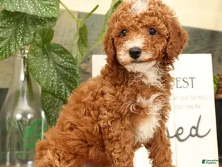 Miniature Poodle dogs for sale: Alex - Ad 4