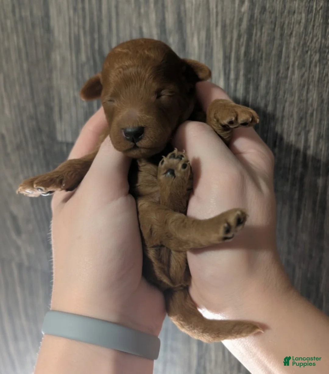 Toy Poodle dogs for sale: Rusty 🩶 - Ad 9