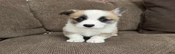 Welsh Corgi Pembroke dogs for sale: Candy - Ad 2