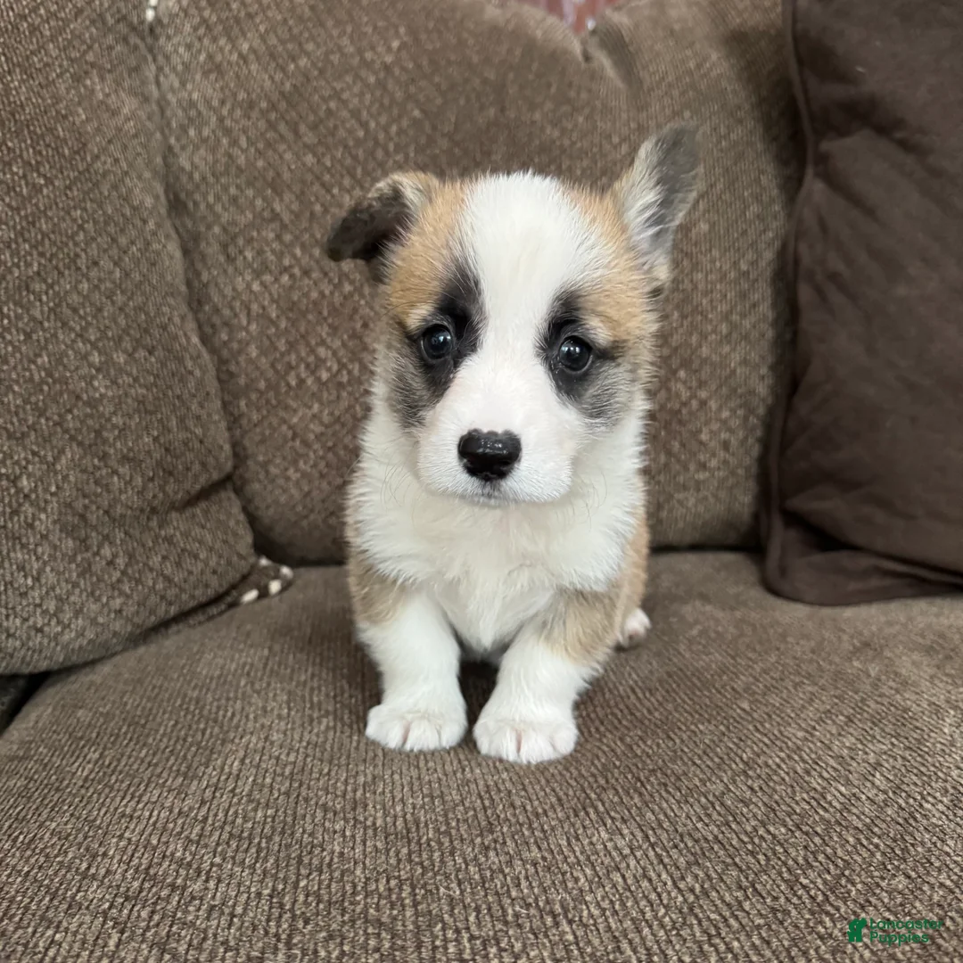 Welsh Corgi Pembroke dogs for sale: Candy - Ad 2