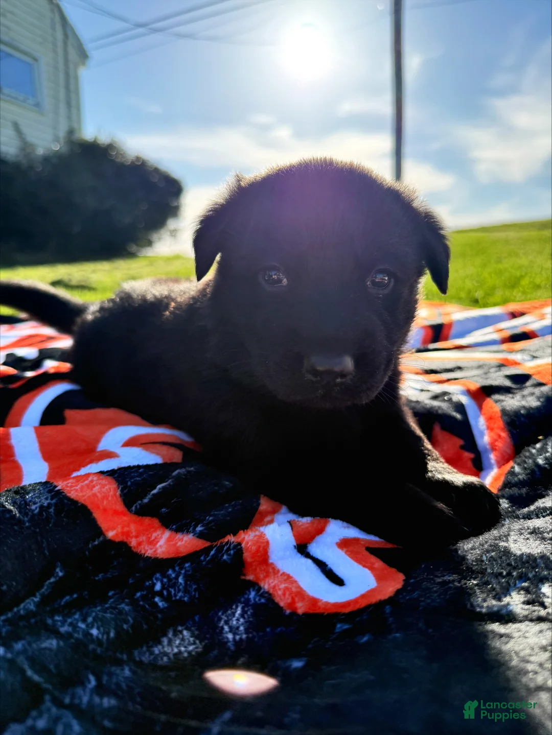 Sheprador dogs for sale: Blossom - Ad 1