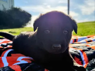 Sheprador dogs Blossom - Ad 6