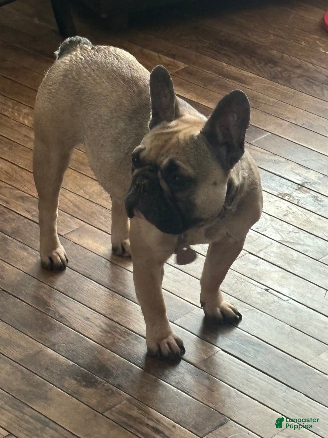 French Bulldog dogs for sale: French Bulldog Puppy 1 - Ad 2