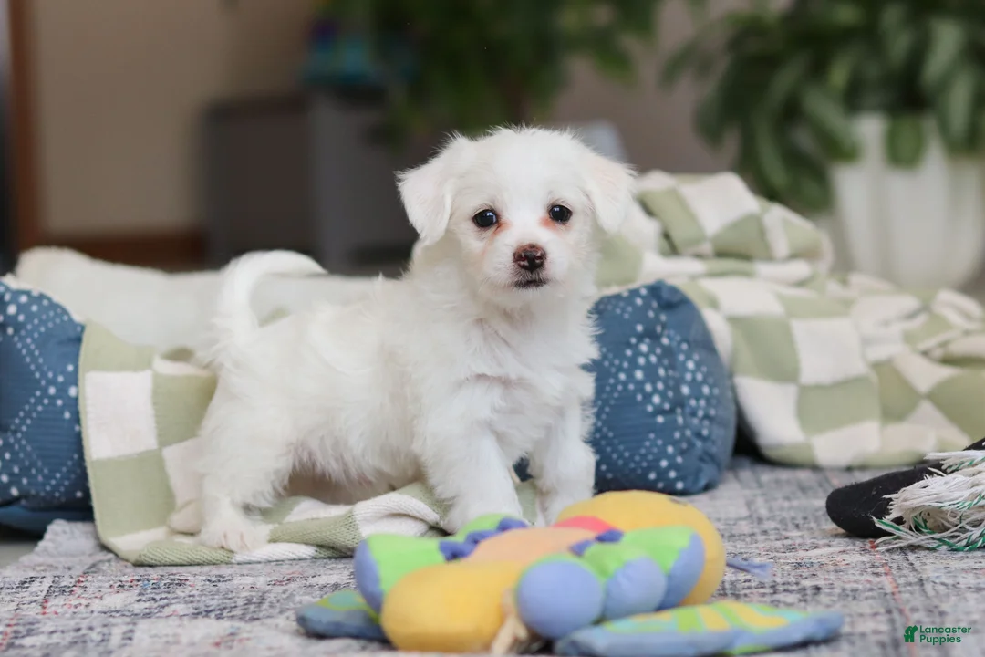 Morkie dogs for sale: Eddy - Ad 9