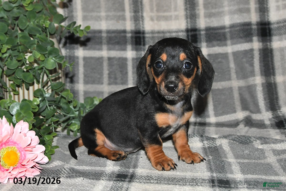 Miniature Dachshund dogs Charlotte - Ad 1