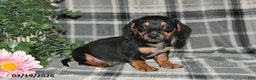 Miniature Dachshund dogs for sale: Charlotte - Ad 1