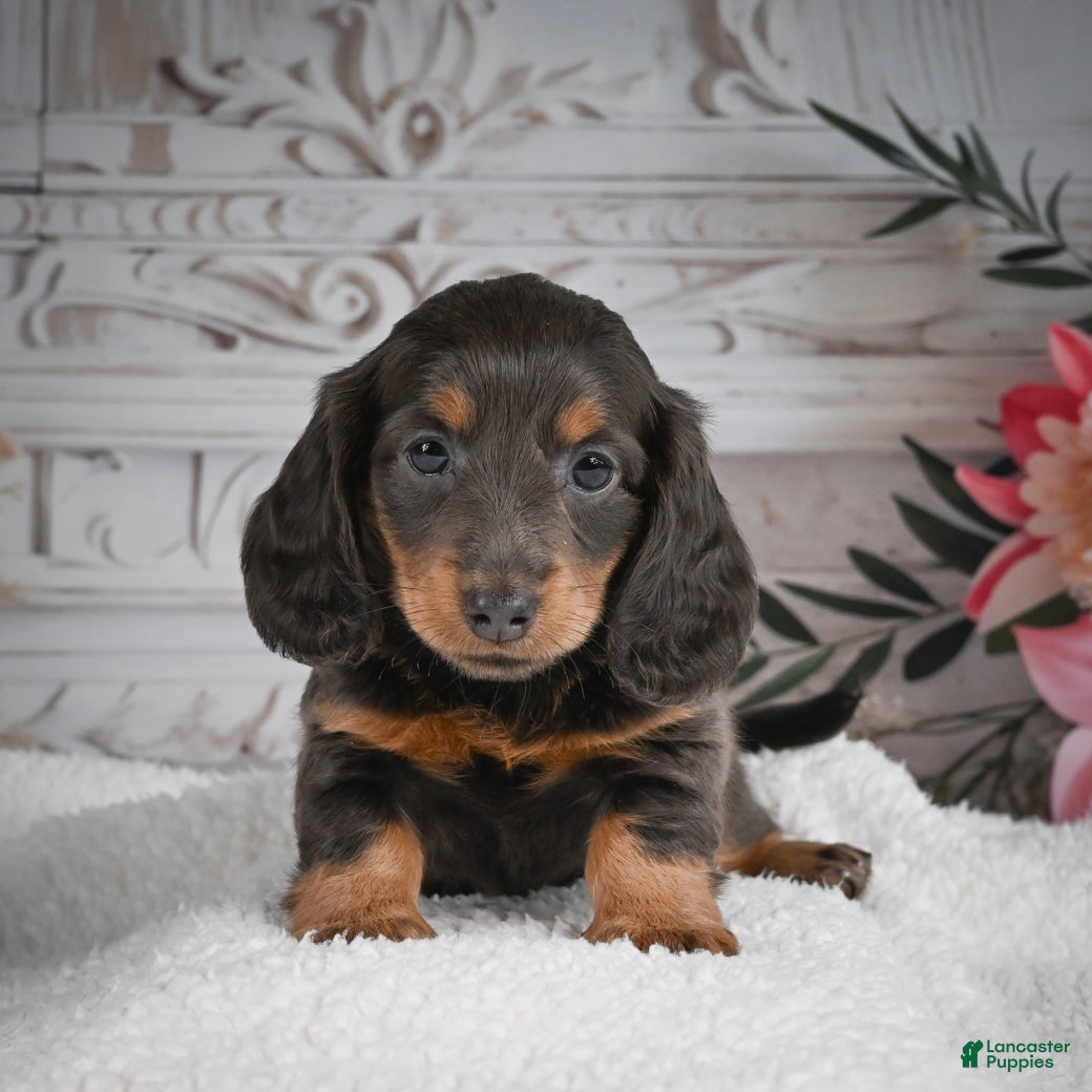 Miniature Dachshund dogs AKC-Gloria - Ad 1