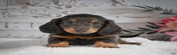 Miniature Dachshund dogs for sale: AKC-Gloria - Ad 5