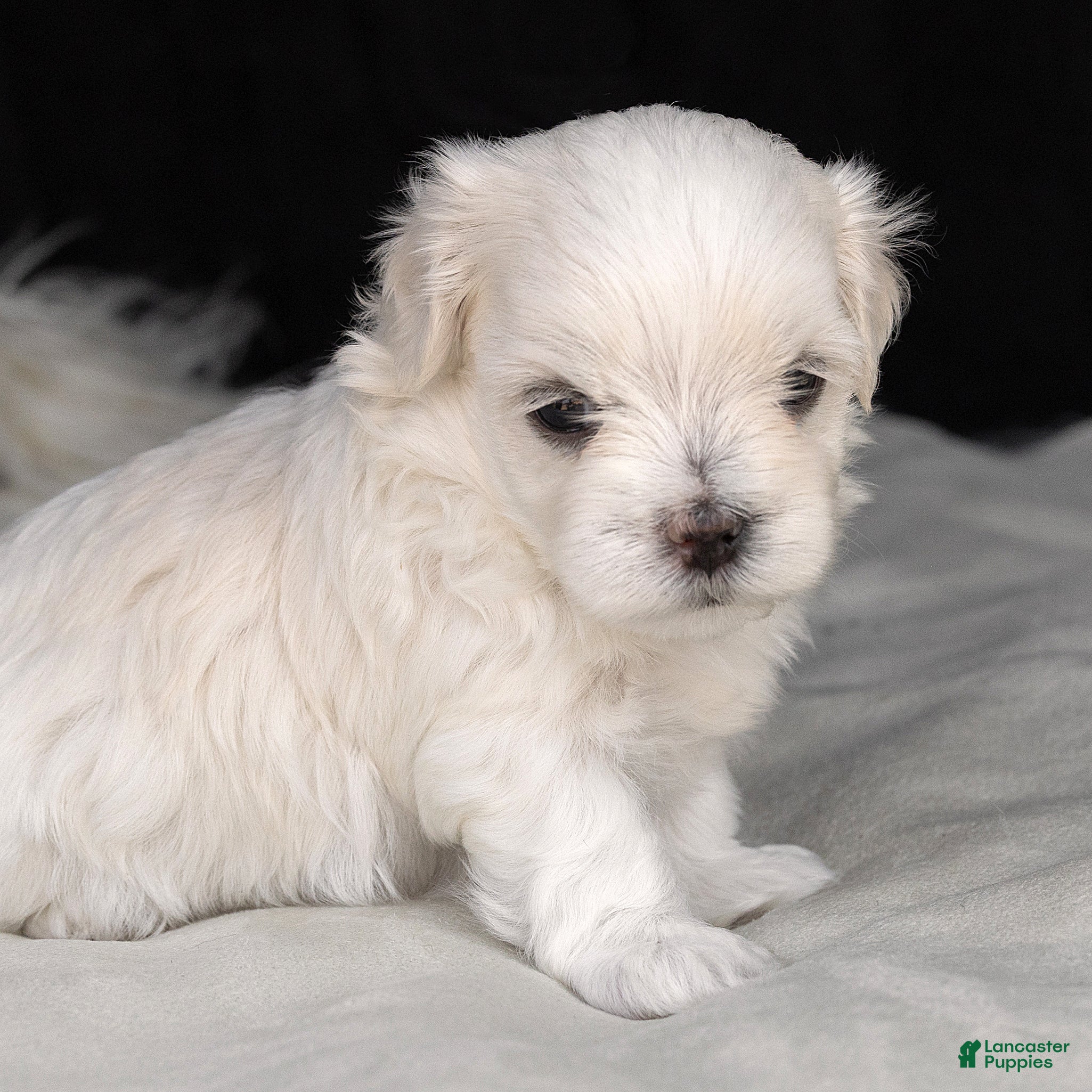 Maltese dogs Leo Maltese  - Ad 1