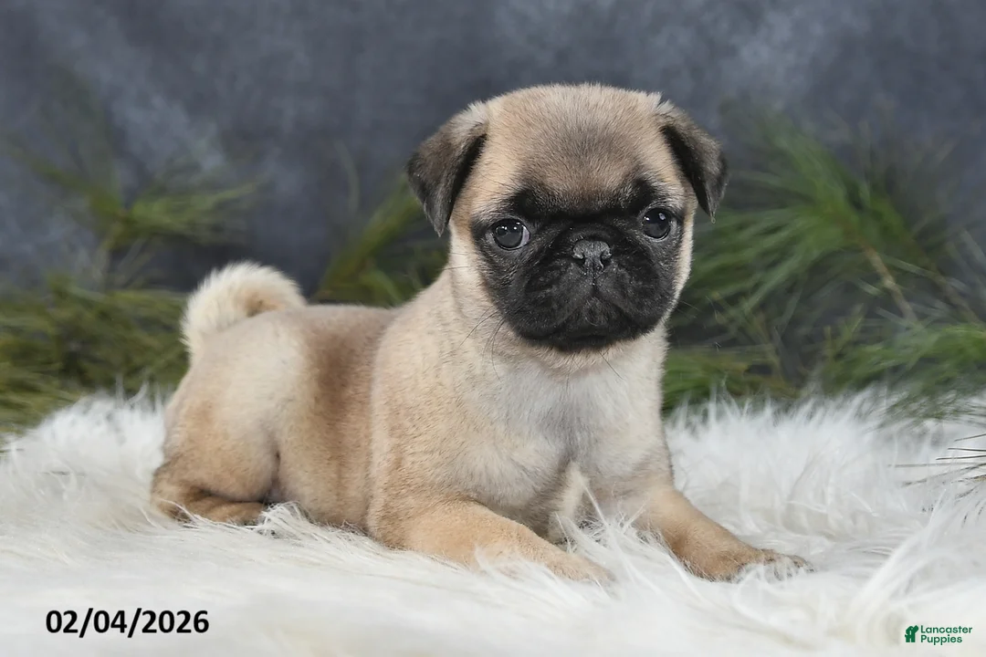 Pug dogs for sale: Dianna - Ad 1