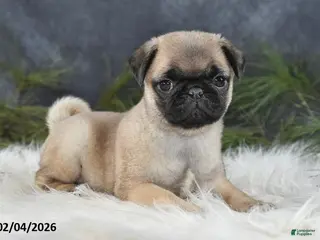Pug dogs Dianna - Ad 8
