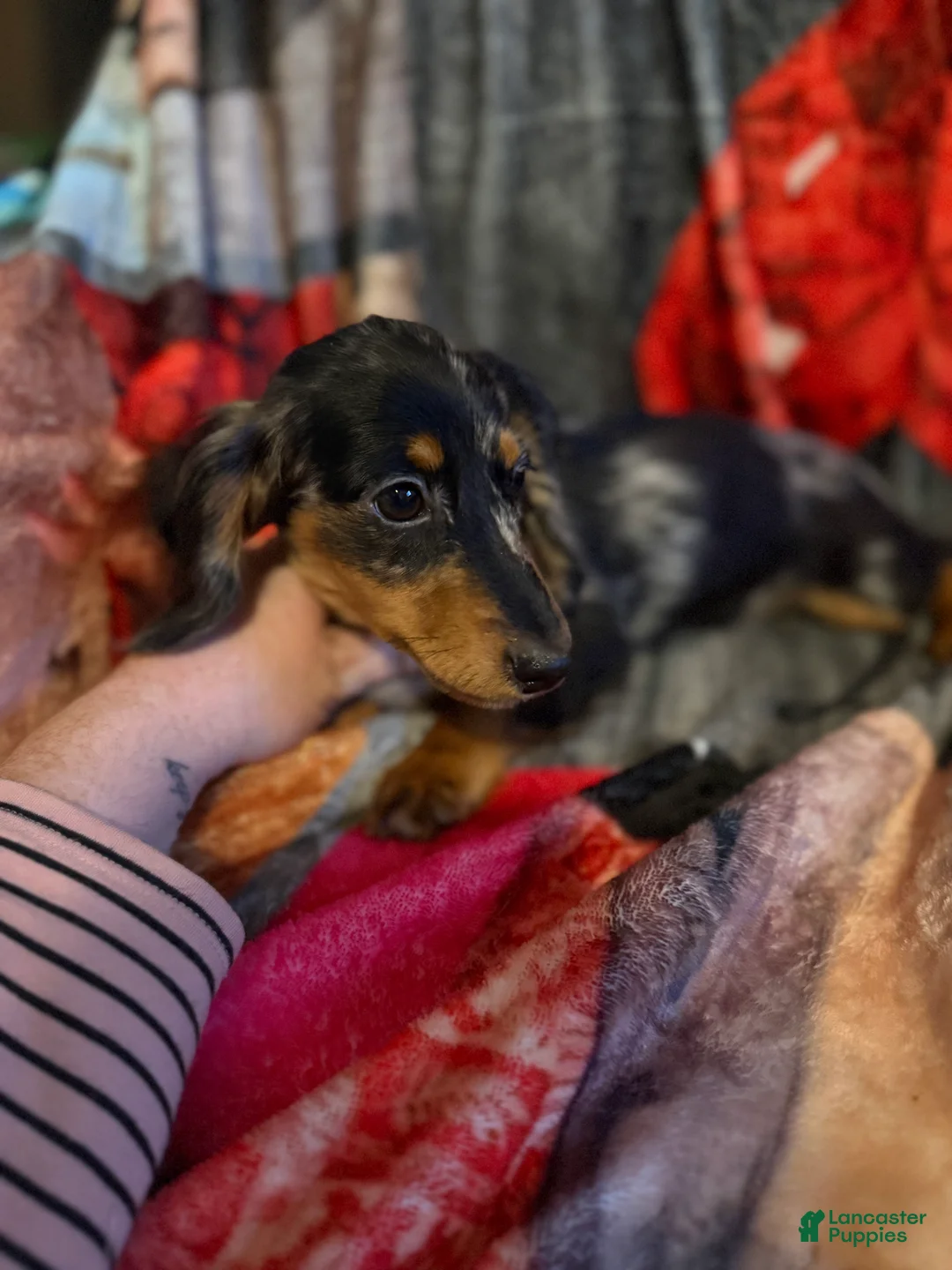 Miniature Dachshund dogs for sale: Miniature Dachshund 1 - Ad 1