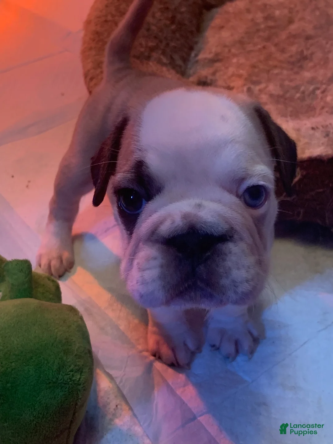 Frug dogs for sale: Patch - Ad 2