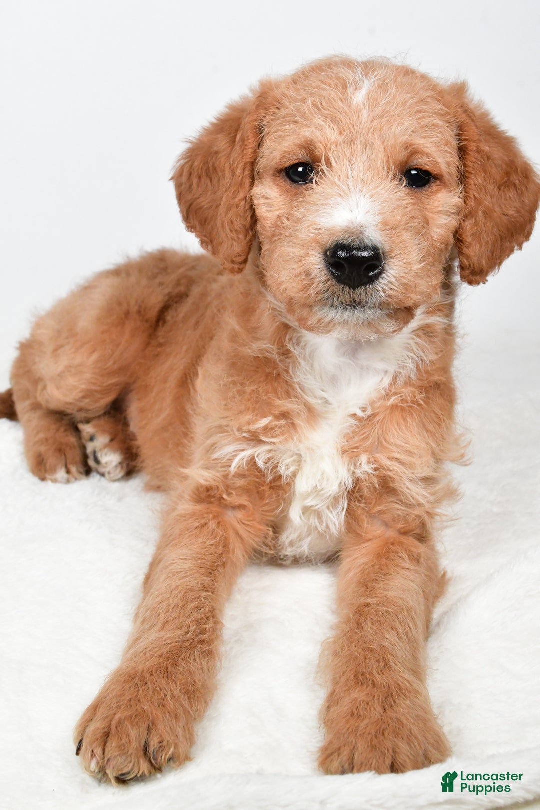 Labradoodle dogs for sale: Nadine - Ad 9