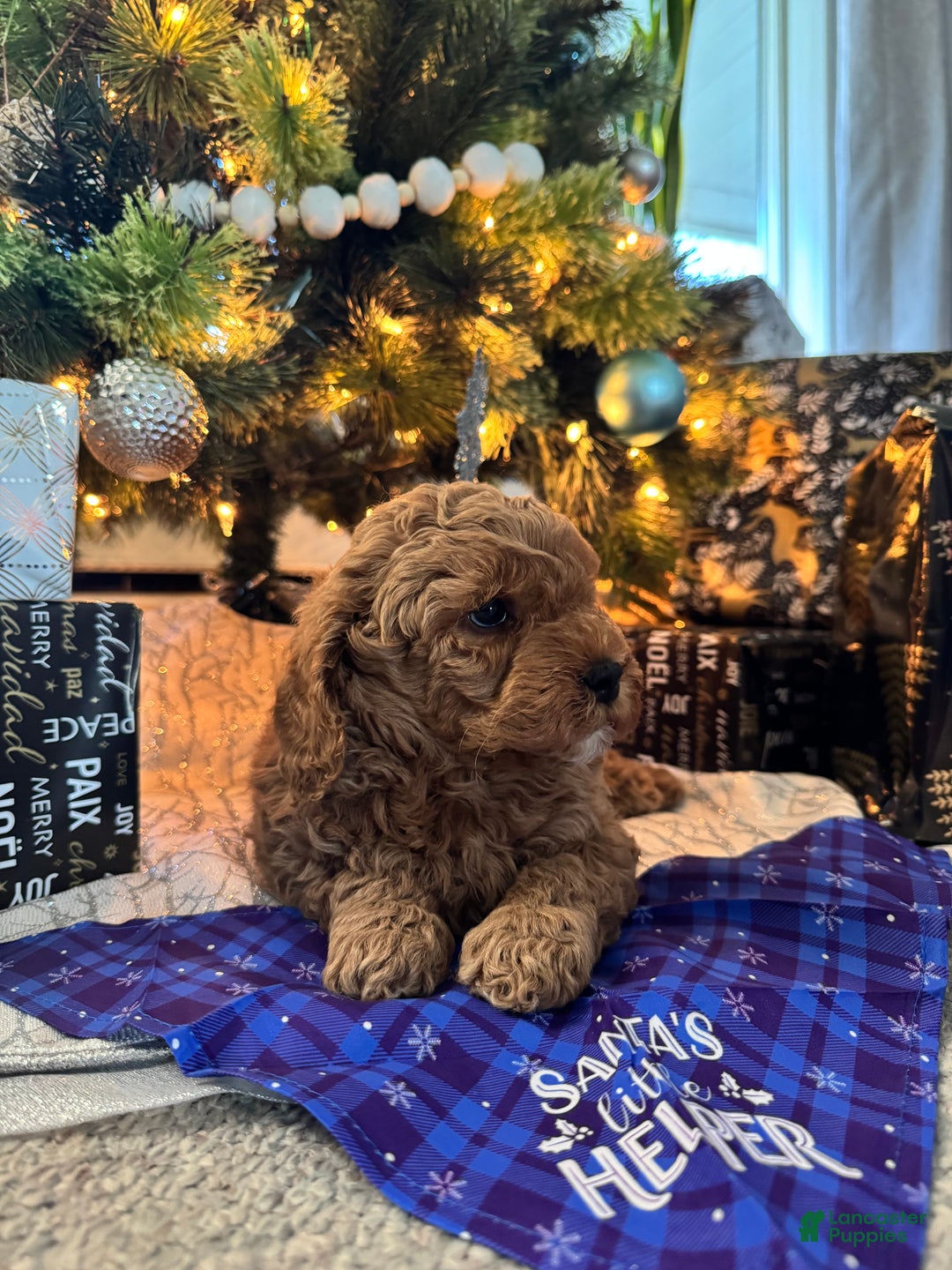 Mini Goldendoodle dogs for sale: Mini Goldendoodle Puppy 1 - Ad 1