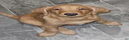Mixed Breed dogs for sale: Mixed Breed 2 - Ad 2