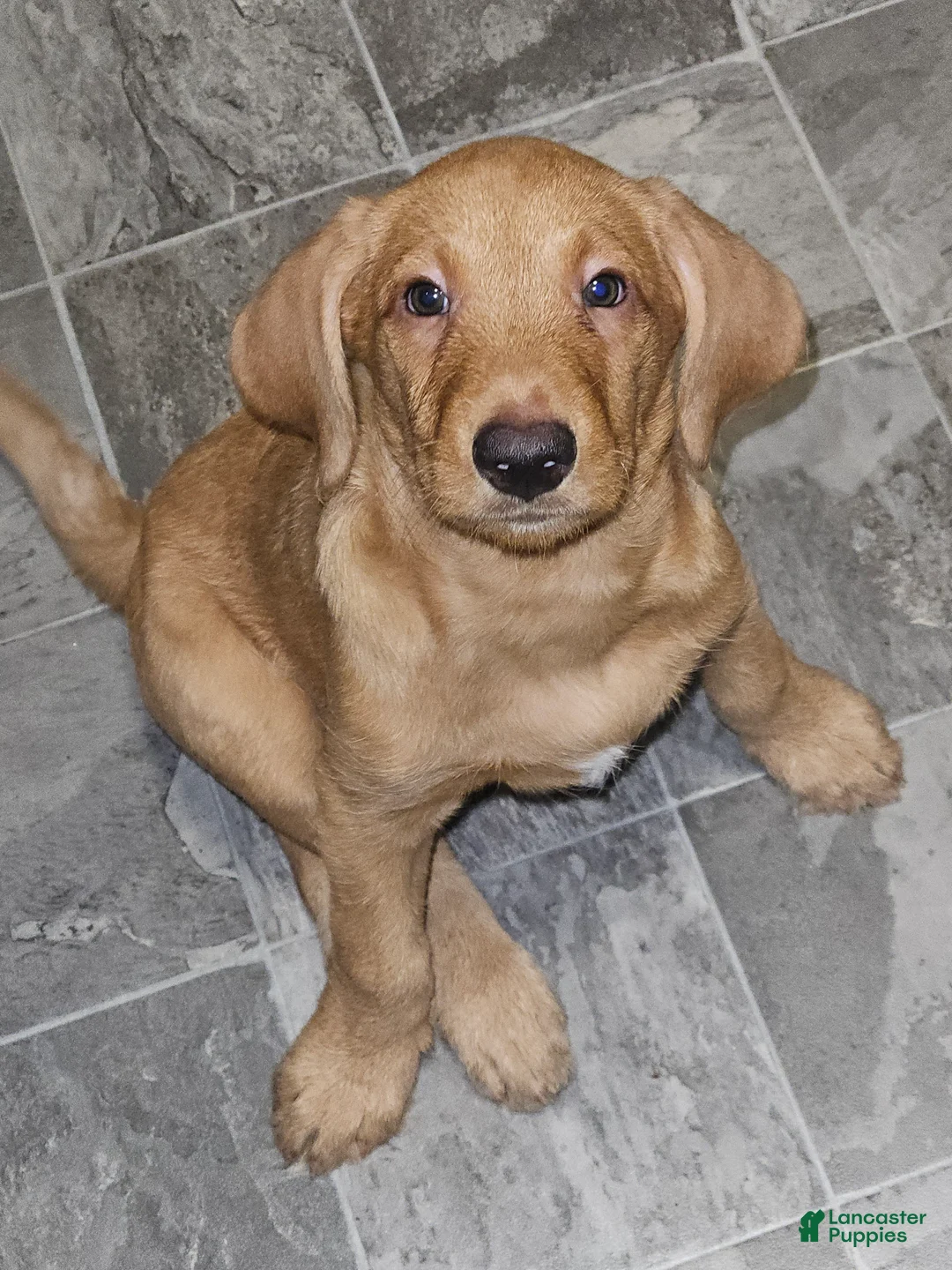 Mixed Breed dogs for sale: Mixed Breed 2 - Ad 2