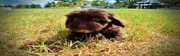 Havapoo dogs for sale: Kricket - Ad 14