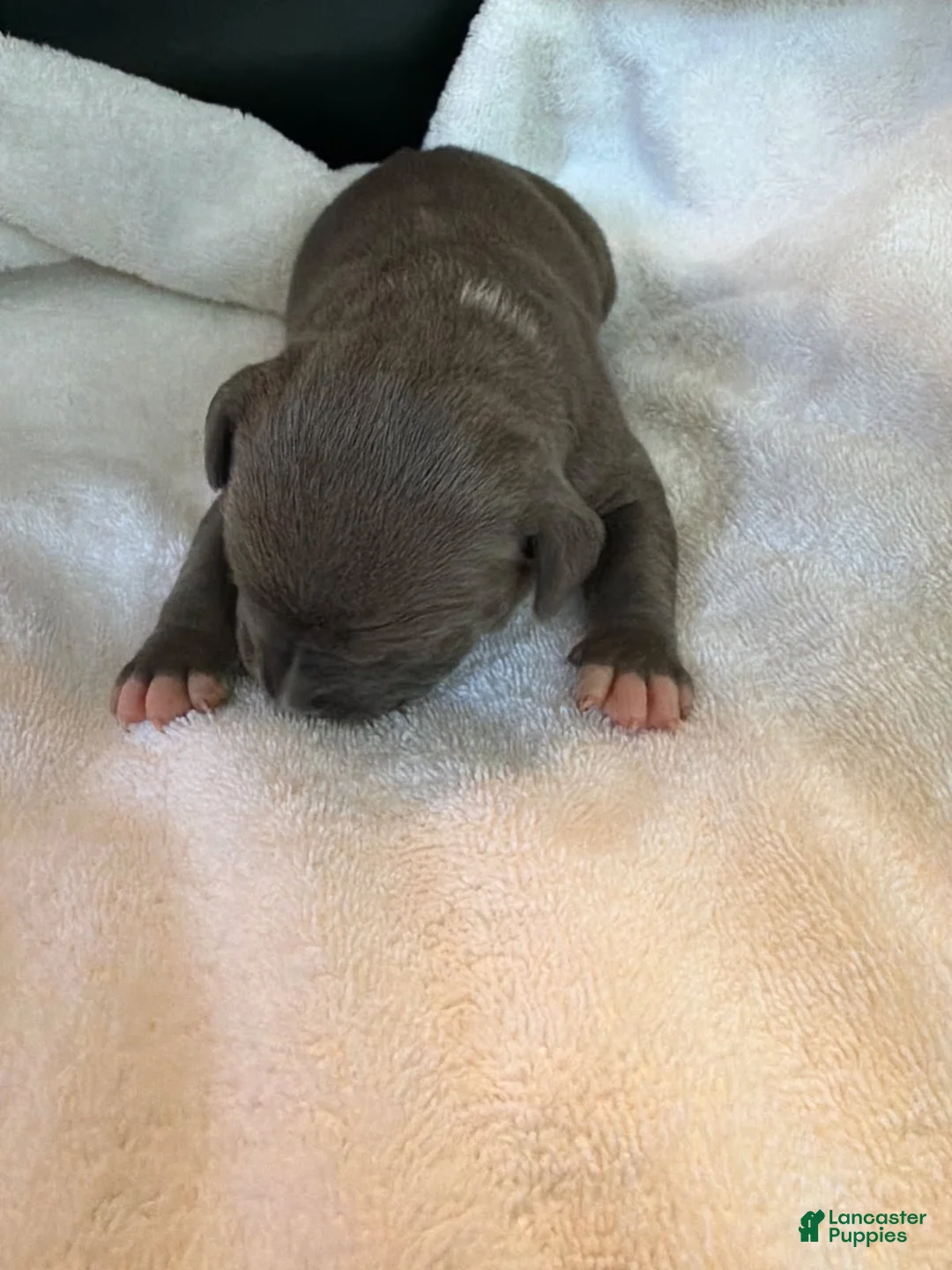 American Bully dogs for sale: Danny - Ad 1