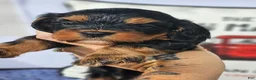 Mixed Breed dogs for sale: Boy 1 - Ad 1