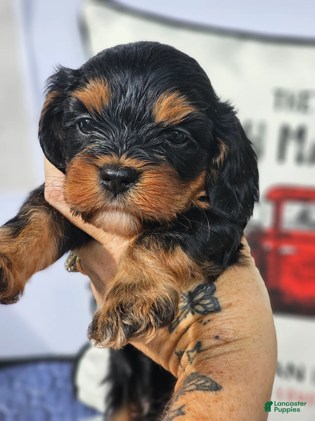 Mixed Breed dogs for sale: Boy 1 - Ad 1