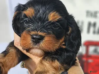 Mixed Breed dogs Boy 1 - Ad 21