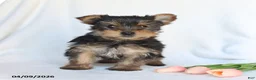 Yorkshire Terrier dogs for sale: Pixie - Ad 4