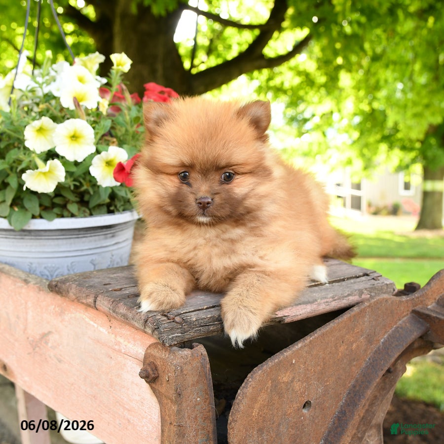Pomeranian dogs Kit - Ad 2
