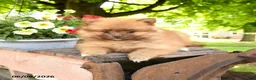 Pomeranian dogs for sale: Kit - Ad 2