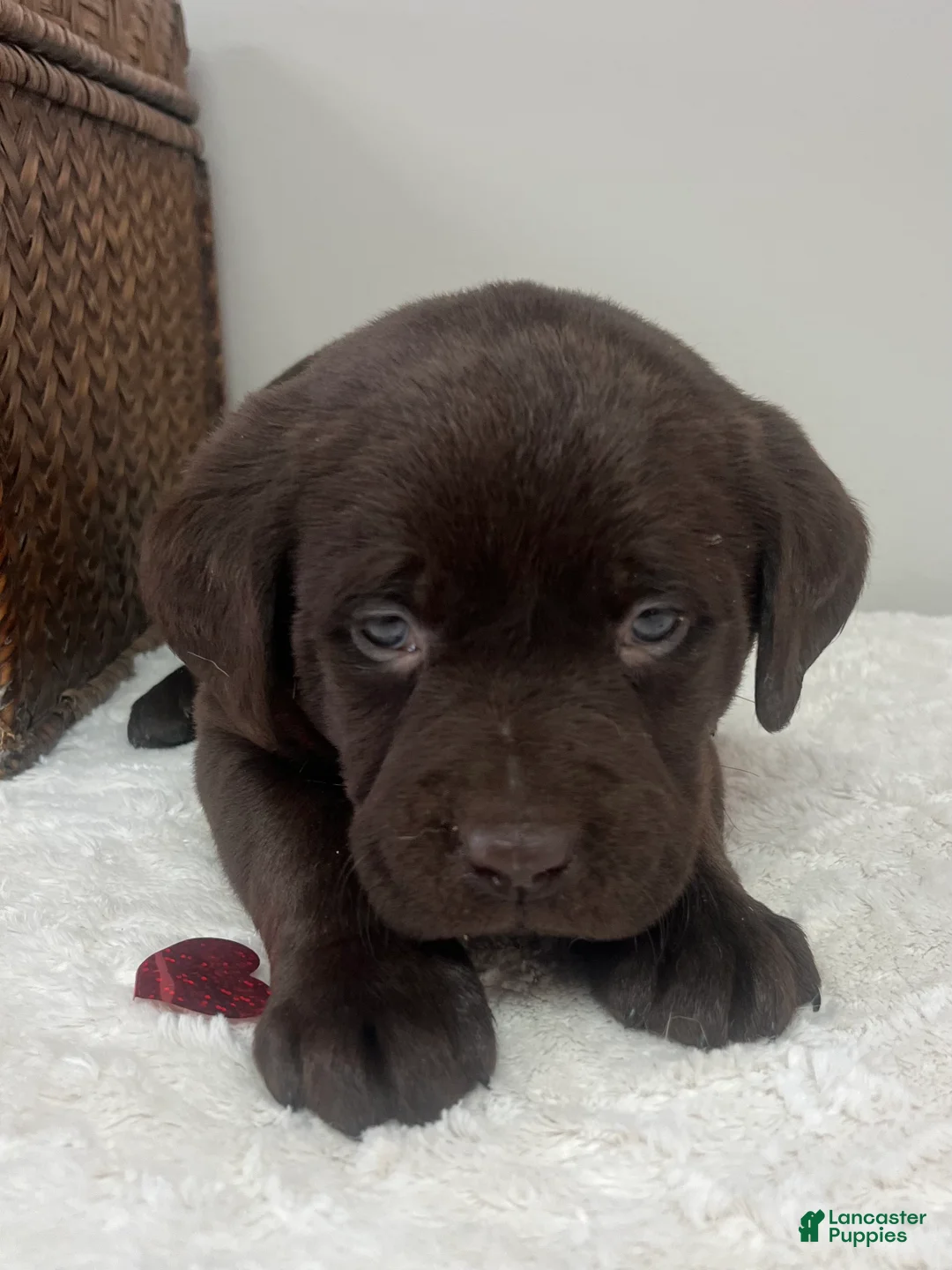 Labrador Retriever dogs for sale: Bailey - Ad 4