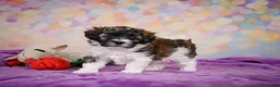 Maltipoo dogs for sale: Tucker - Ad 6