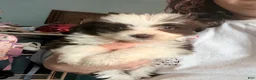 Mixed Breed dogs for sale: Ollie - Ad 4