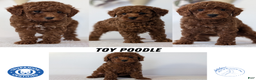 Toy Poodle dogs for sale: Cash - Ad 12
