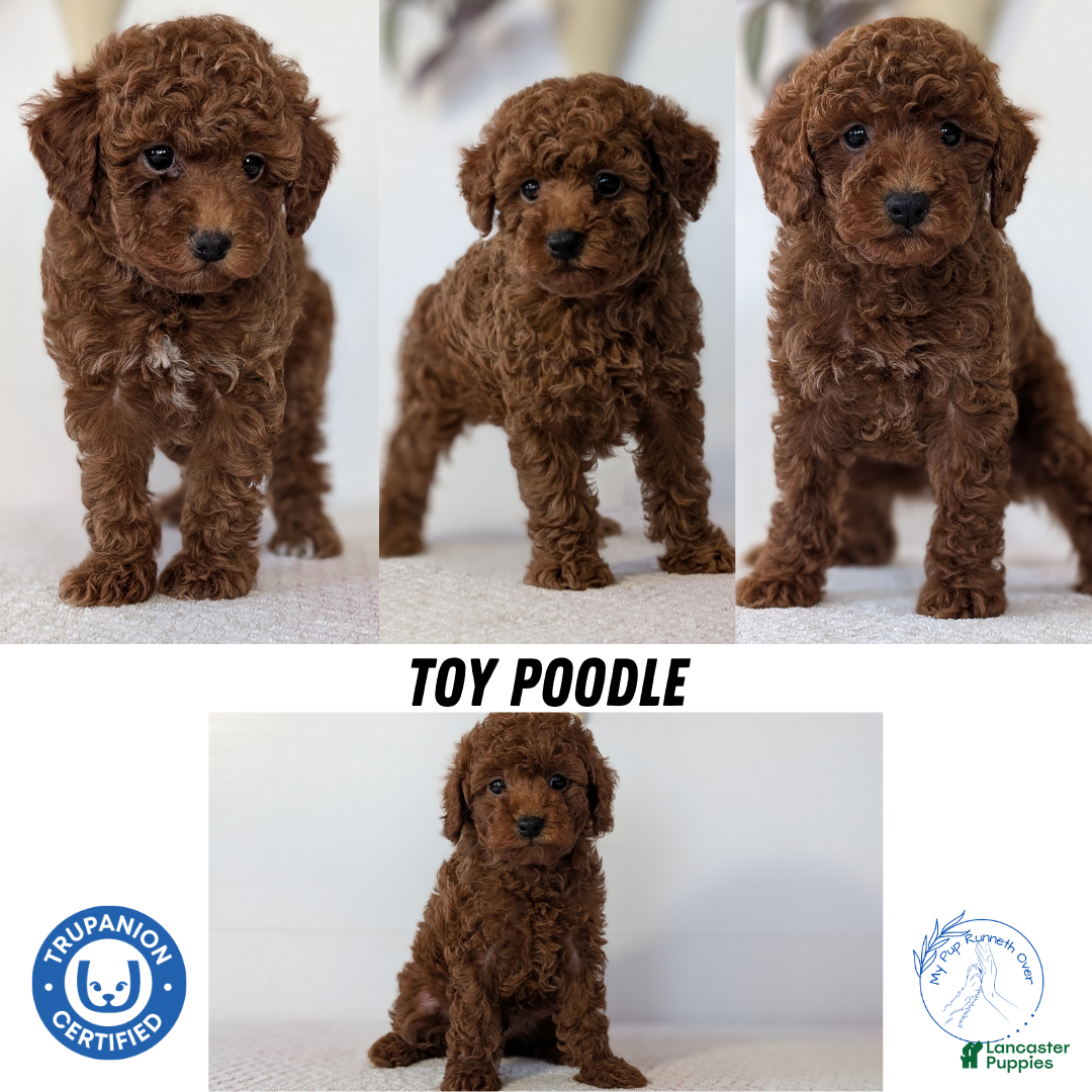 Toy Poodle dogs for sale: Cash - Ad 12