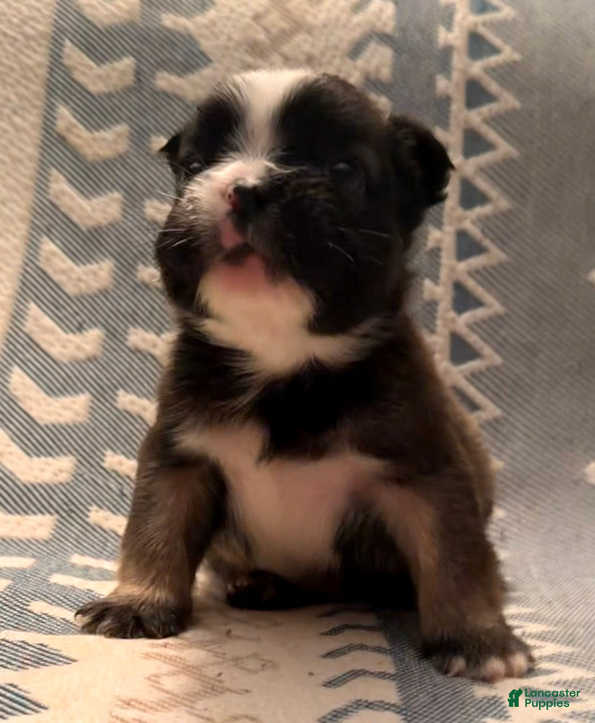Stan (French Bulldog, Male) in Sabillasville, MD