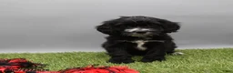 Cockapoo dogs for sale: Twinkle - Ad 3