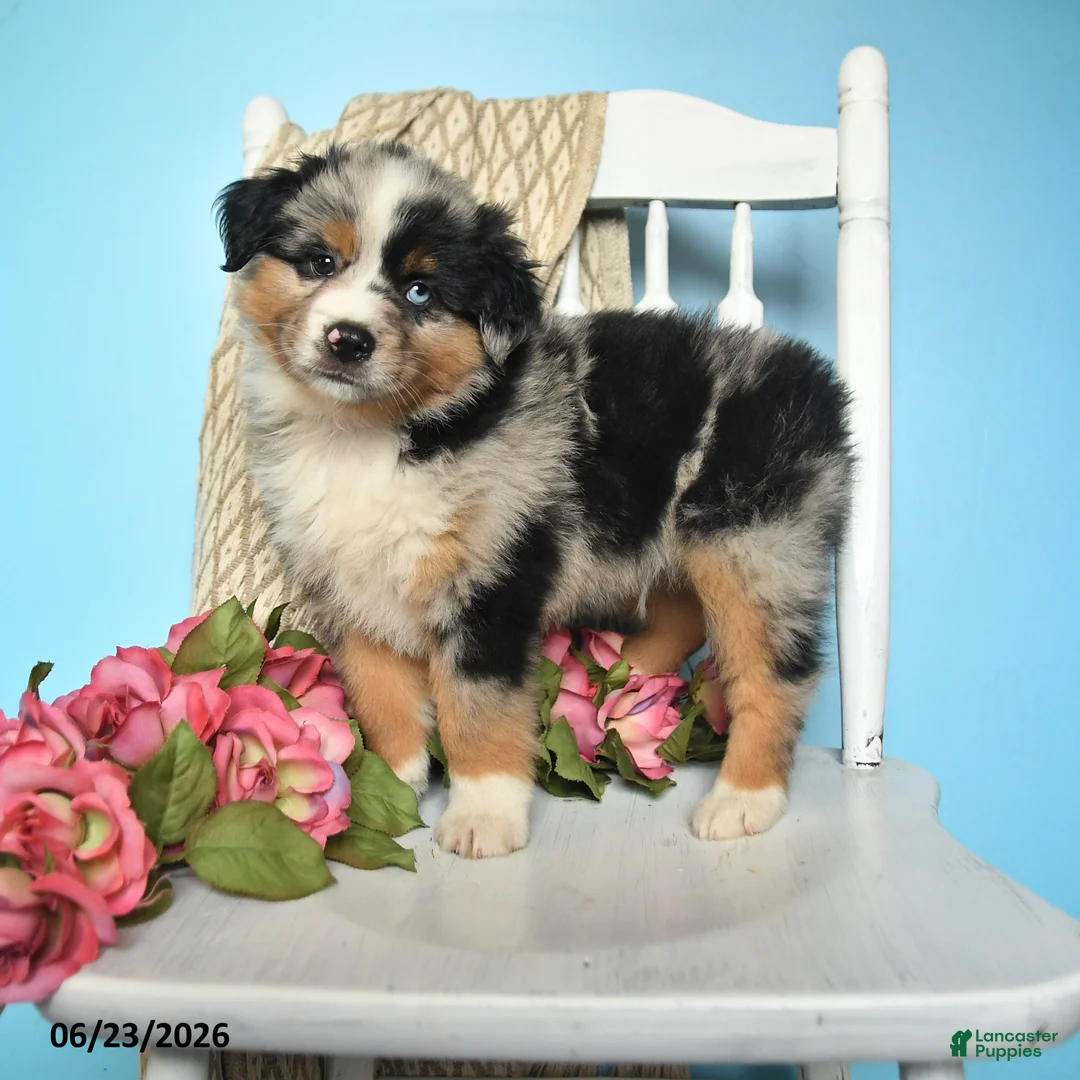 Miniature Australian Shepherd dogs for sale: Prince   - Ad 1