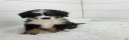 Bernedoodle dogs for sale: Bentley - Ad 9