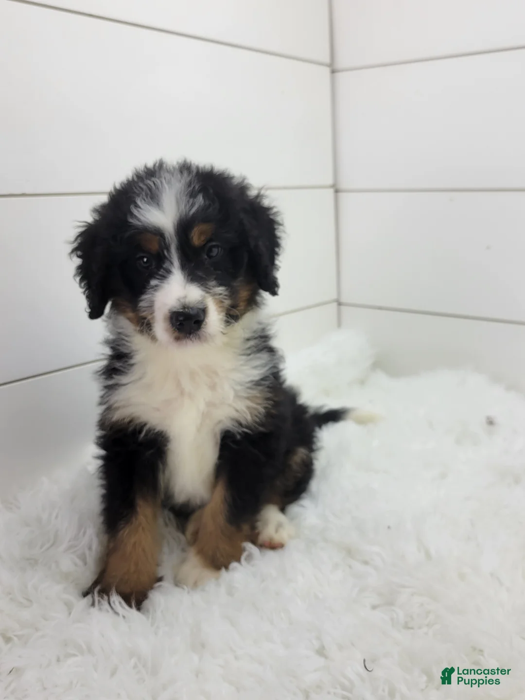 Bernedoodle dogs for sale: Bentley - Ad 9