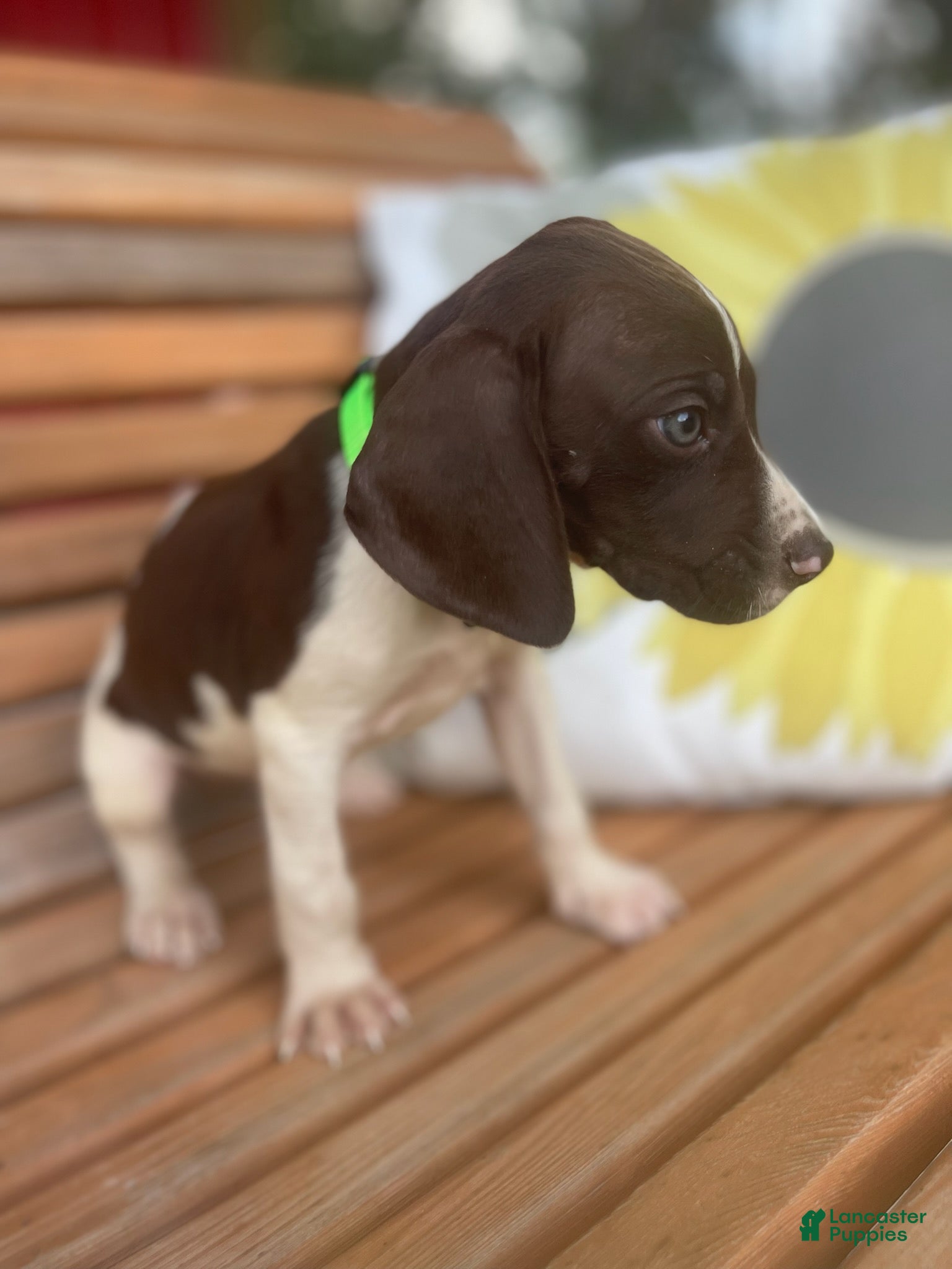 German Shorthaired Pointer dogs German Shorthaired Pointer Boy 1 - Ad 1