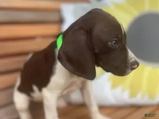 German Shorthaired Pointer dogs for sale: German Shorthaired Pointer Boy 1 - Ad 1