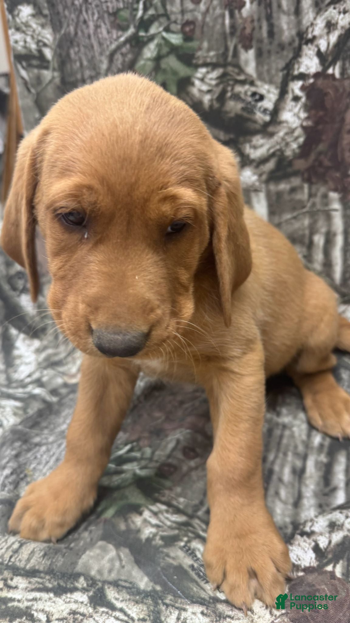 Labrador Retriever dogs Big red  - Ad 2
