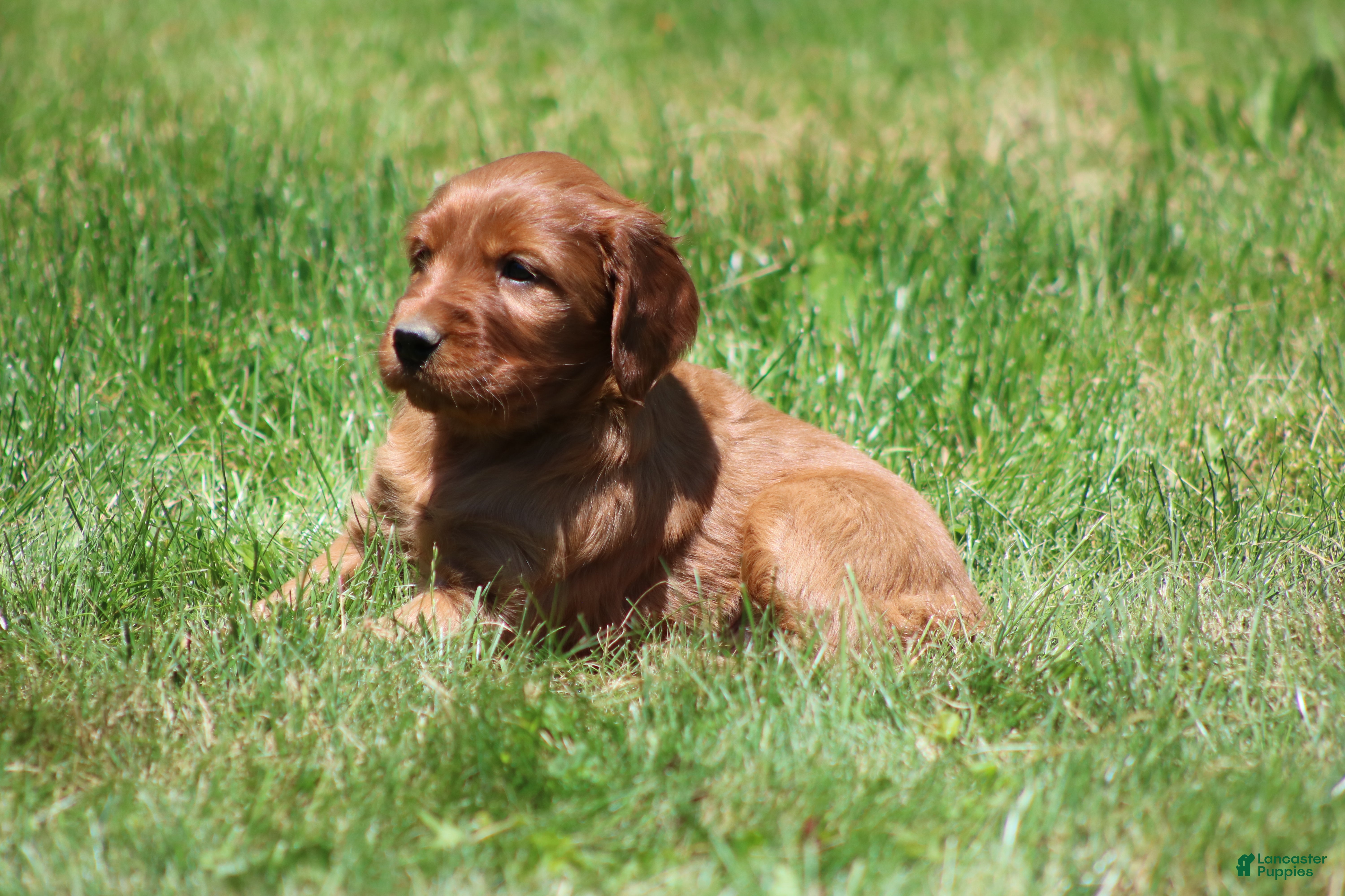 Irish Setter dogs for sale: Ivy - Ad 2