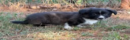 Mixed Breed dogs for sale: Black collar boy  - Ad 2
